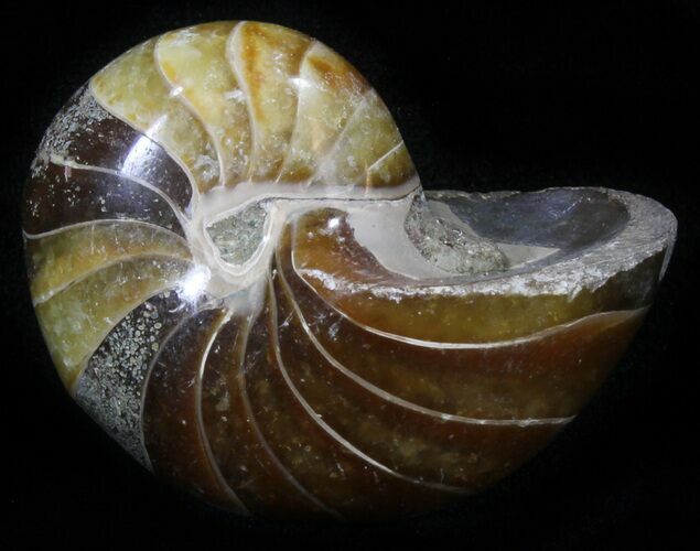 Cretaceous Nautilus Fossil - Madagascar #29628